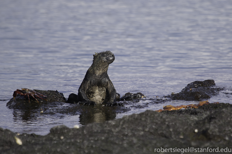 galapagos